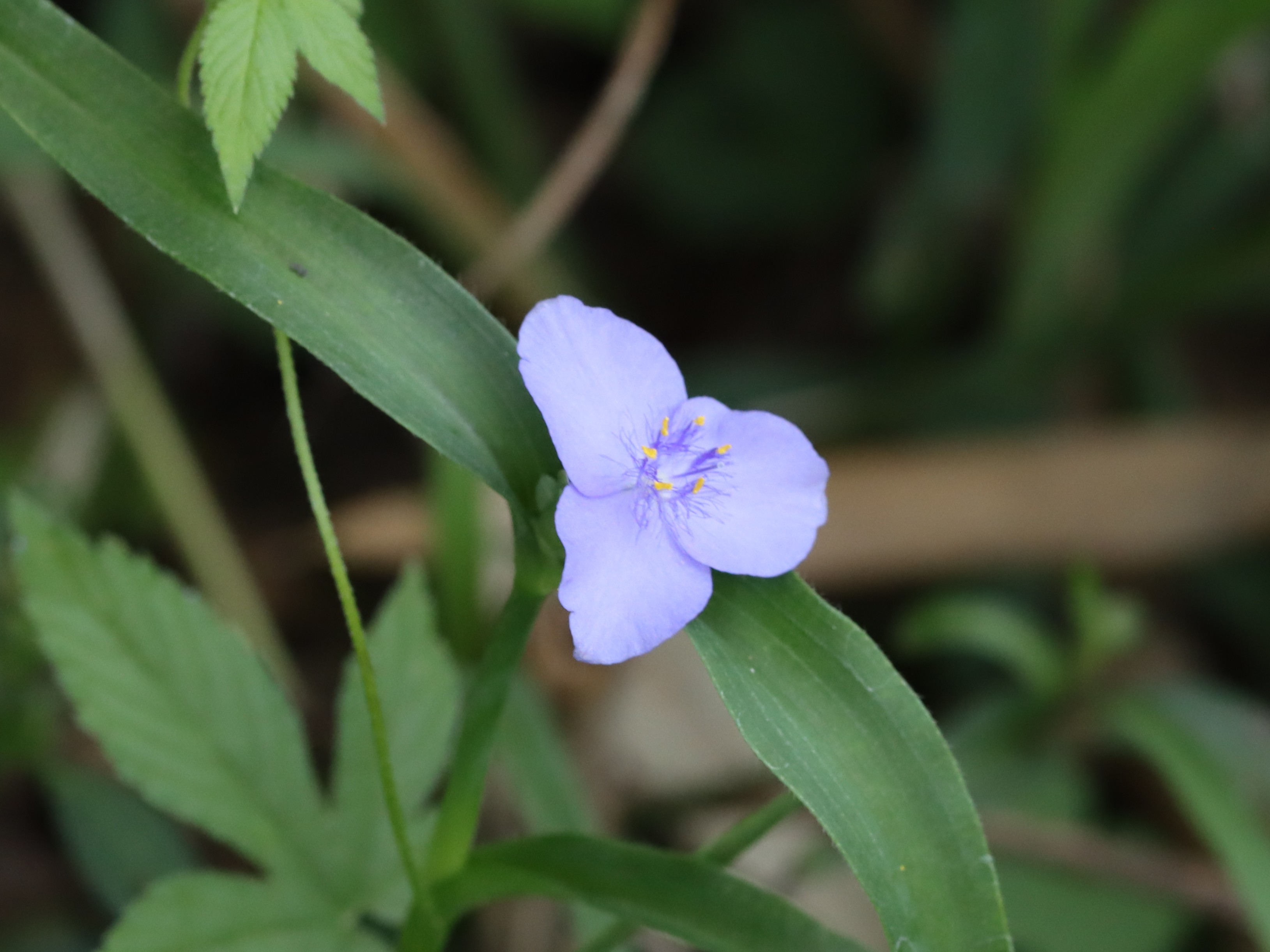 ムラサキツユクサ